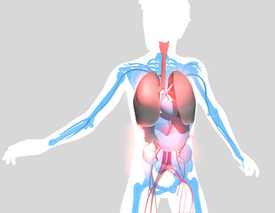 3d illustration of human figure in motion showing internal organs. Silhouette cut out on gray background highlighting the lungs.
