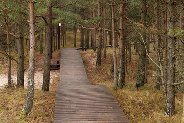 Wooden walking path in a pine forest.