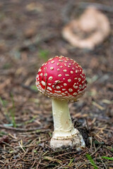 Amanita Muscaria, poisonous mushroom. In a natural forest background. red and white