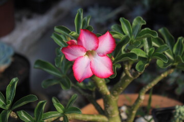 Rosa do deserto