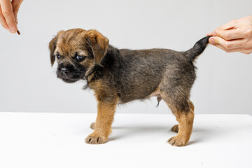 Little beautiful puppy on a white background