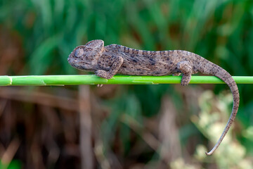 Fototapeta premium Macro shots, Beautiful nature scene green chameleon 