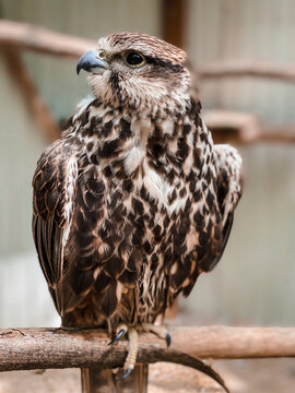 Close-up of a falcon in zoo. Photography of birds.