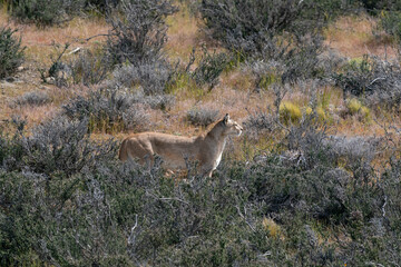 The cougar (Puma concolor)