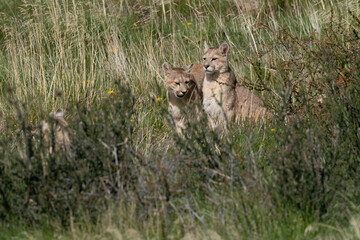 The cougar (Puma concolor)