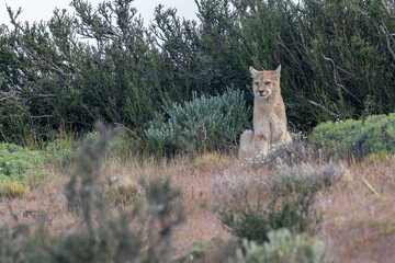 The cougar (Puma concolor)