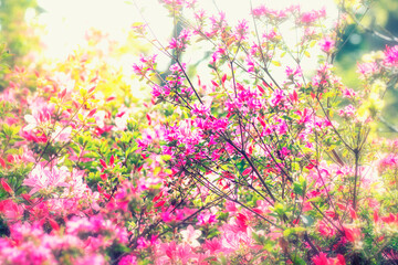 Obraz na płótnie Canvas Tree in bloom, spring flowers in the sunshine.