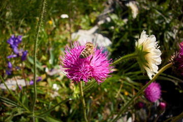 purple thistle flower, blooming thistle in a meadow with bees collecting pollen