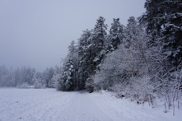 winter landscape and trees covered with snow