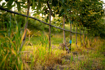 Apples grow on apple trees. Apple leaves Big apples Apple Garden. Drip irrigation of the garden