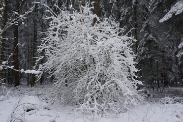 winter landscape and trees covered with snow