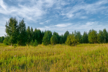 Fototapeta premium Summer landscape green meadow on a background of forest and cloudy sky.