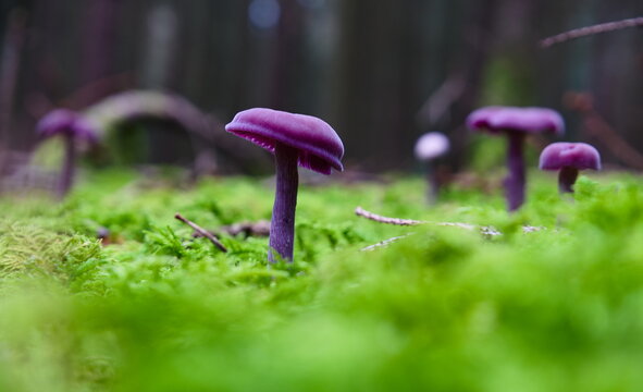 Isolated violet mushroom known as Amethyst deceiver growing on moss. Scientific name Laccaria amethystina
