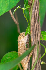 Macro shots, Beautiful nature scene green chameleon 