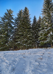 Pine wood and snow path