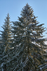 Top of the pine tree