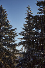 Pine and sky