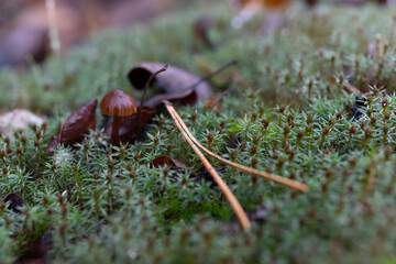 Mushroom among the moss in the forest 0771