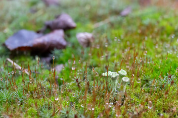 Lichen among the moss in the forest