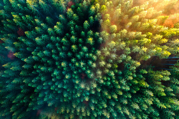 Aerial view of dense green pine forest with canopies of spruce trees and colorful lush foliage in autumn mountains.