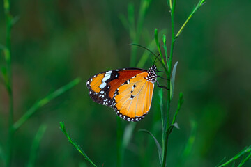 Macro shots, Beautiful nature scene. Closeup beautiful butterfly sitting on the flower in a summer garden.