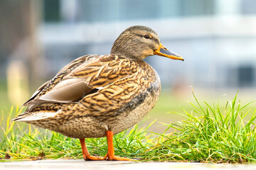 One gray wild duck walking in summer park.
