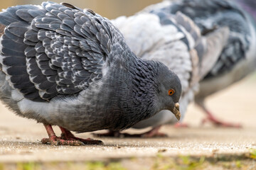Closeup of gray pigeons birds walking on a city street searching food.