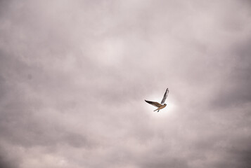 Obraz premium seagull in flight