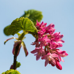 Ribes
