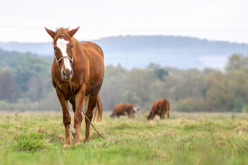 Naklejka na ściany i meble Beautiful chestnut horse grazing in summer field. Green pasture with feeding farm stallion.