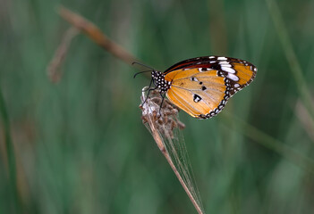 Macro shots, Beautiful nature scene. Closeup beautiful butterfly sitting on the flower in a summer garden.