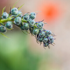 Budding Delphinium