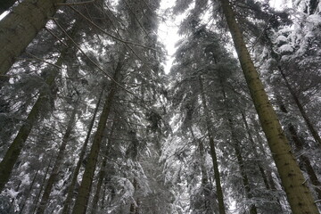 winter landscape and trees covered with snow