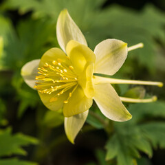 Obraz premium Aquilegia Awakening