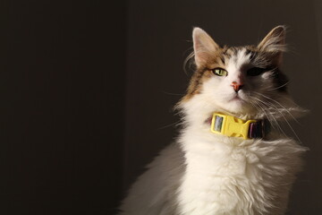 Gatito supremo