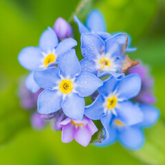 Wet Forget Me Nots