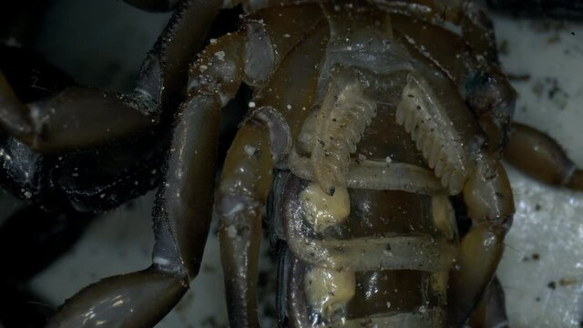 Nahaufnahme des Pecten Kammorgan eines Skorpion Euscorpius italicus 