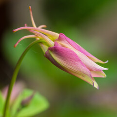 Budding Aquilegia