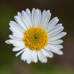 Fototapeta premium Erigeron Stallone
