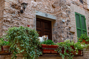 Fototapeta na wymiar Window with plants and cat in the village of Spello, in Umbria (Italy)