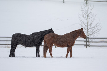 Horses in Deep Winter Snow, Horse Pasture With Snow