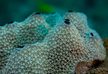 Sponge close up Isla de Juventud Cuba