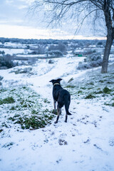 Black dog in the snow