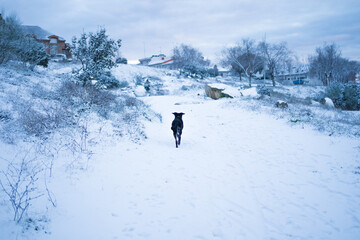 Black dog in the snow