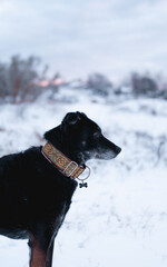 Black dog in the snow