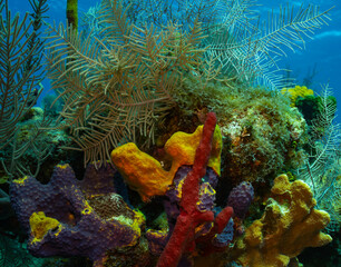 Corals and sponges Isla de  Juventud Cuba