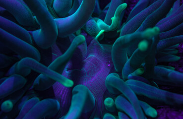 Anemone close up under UV light Cayman Islands