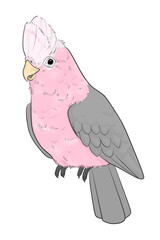 モモイロインコ