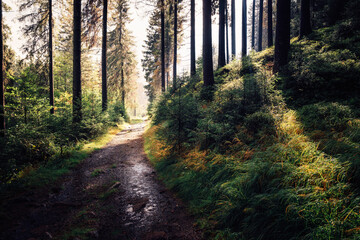 Wanderweg durch den frischen Wald