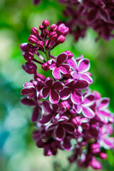 Purple Lilac in bloom